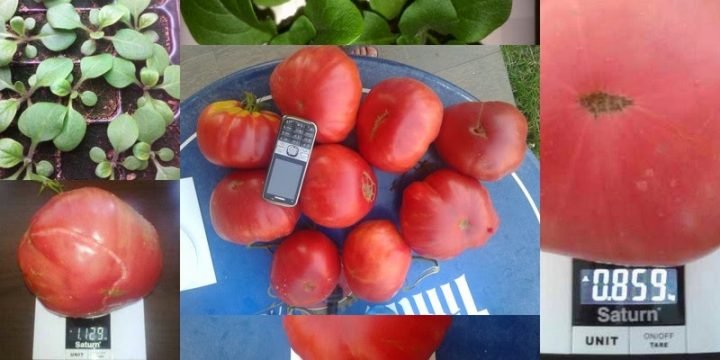 Producerea răsadurilor