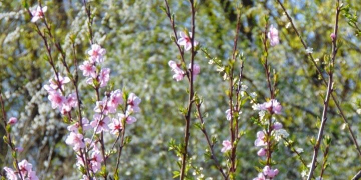 Întâlnirea de primăvară