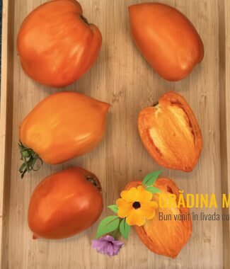 Andine Cornue Orange