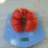 Bisteca Pierina 23