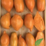 Buratino