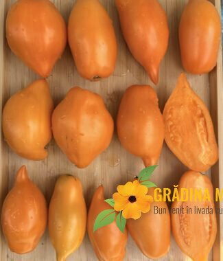 Buratino