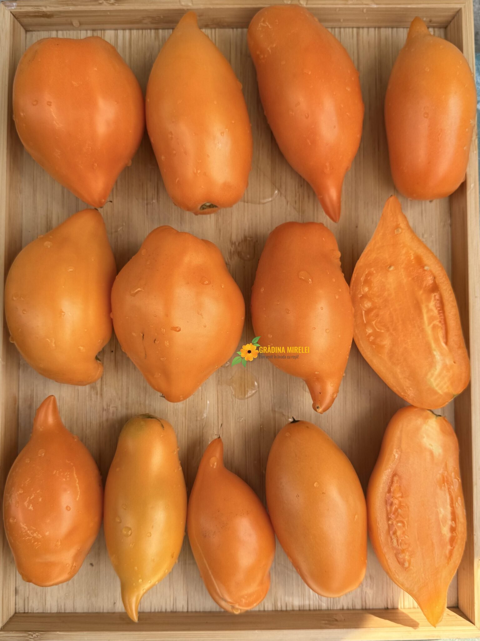 Buratino