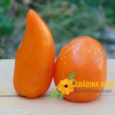 Fox Nose 1