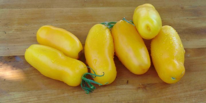 ZOlotoi Banan 40