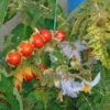 Roșia sălbatică - Litchi - Solanum sisymbriifolium - imagine 5