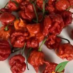 Carolina Reaper