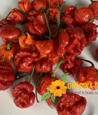 Carolina Reaper