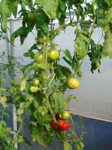 seminte tomate pret