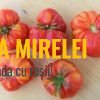 Morado Dulce de Obra 2