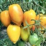 Sergent pepper Bicolor