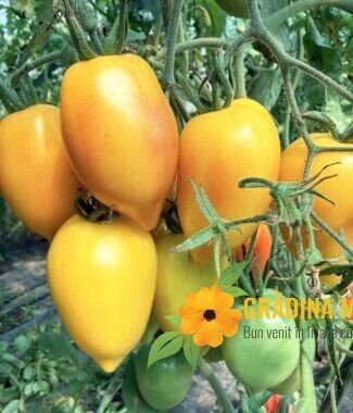 Sergent pepper Bicolor