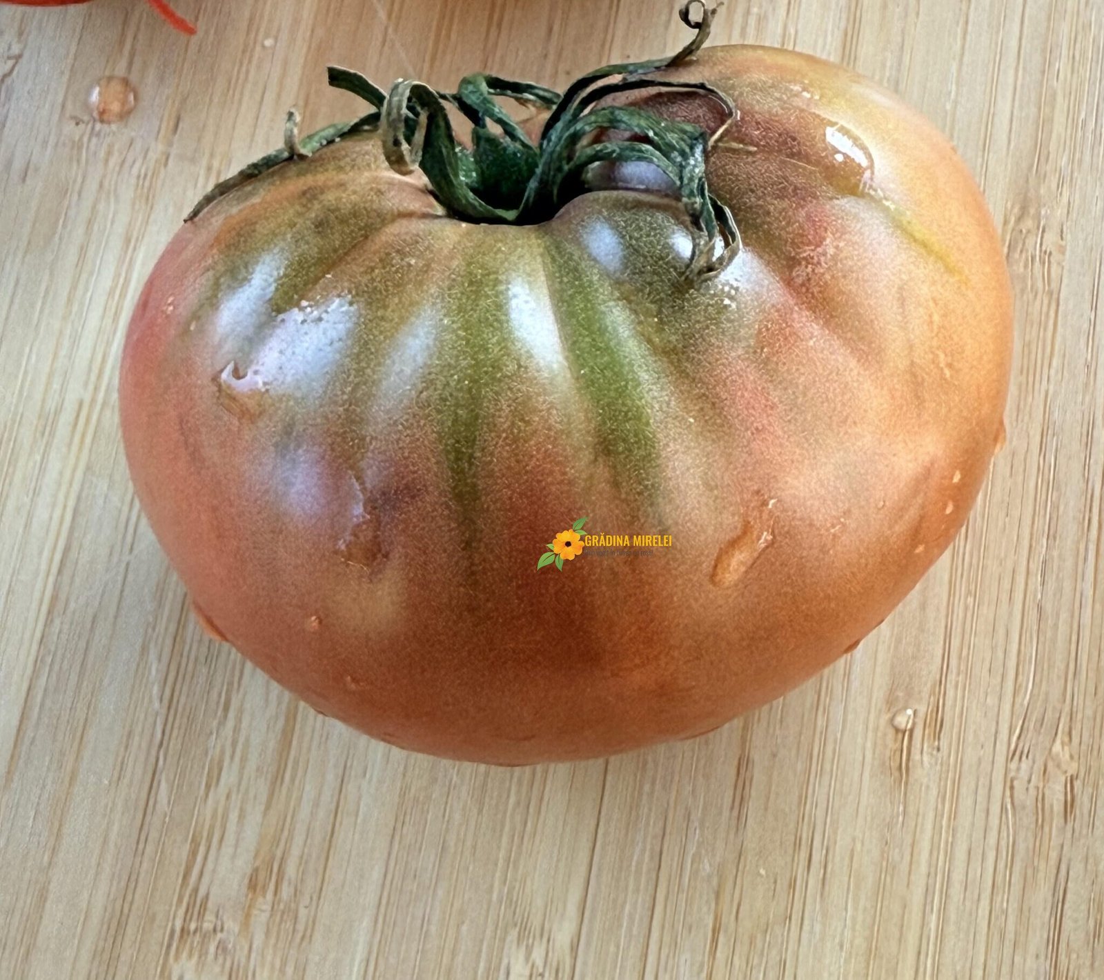 Chinese Purple1