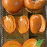Minusinsk orange 4