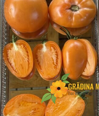 Minusinsk orange 4