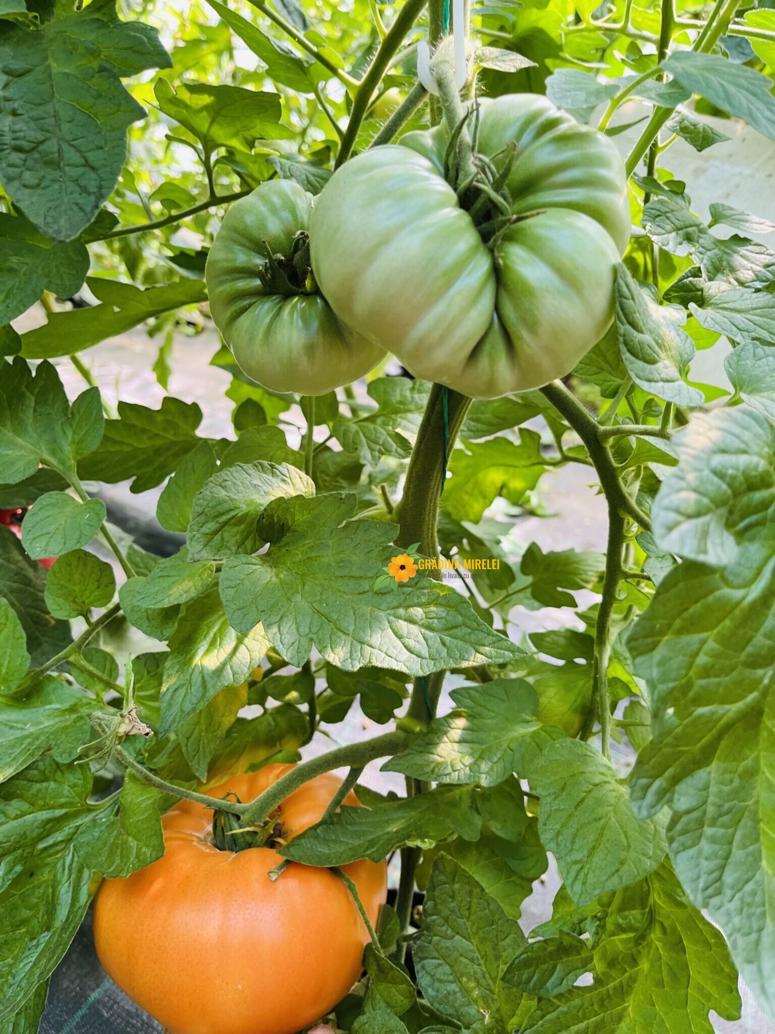 Nelson Giant 1234