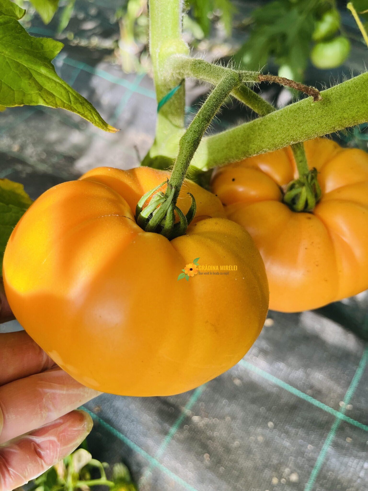 Nelson Giant1